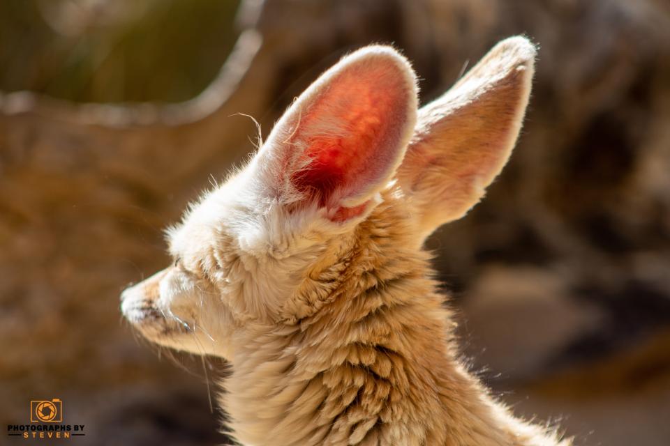 Fennec Foxes